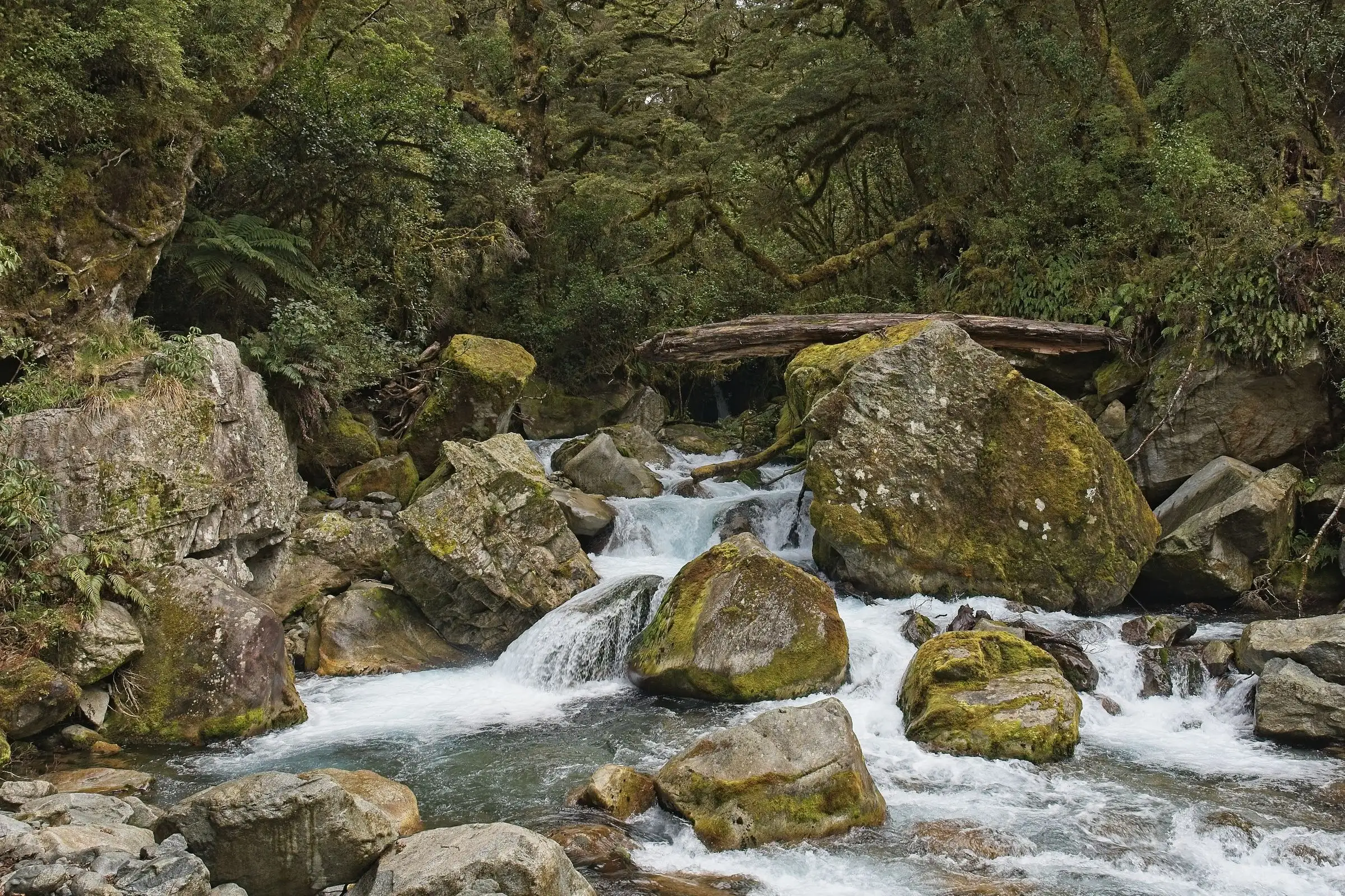 A stream running over mossy boulders through ancient New Zealand bush, tree ferns on the banks.