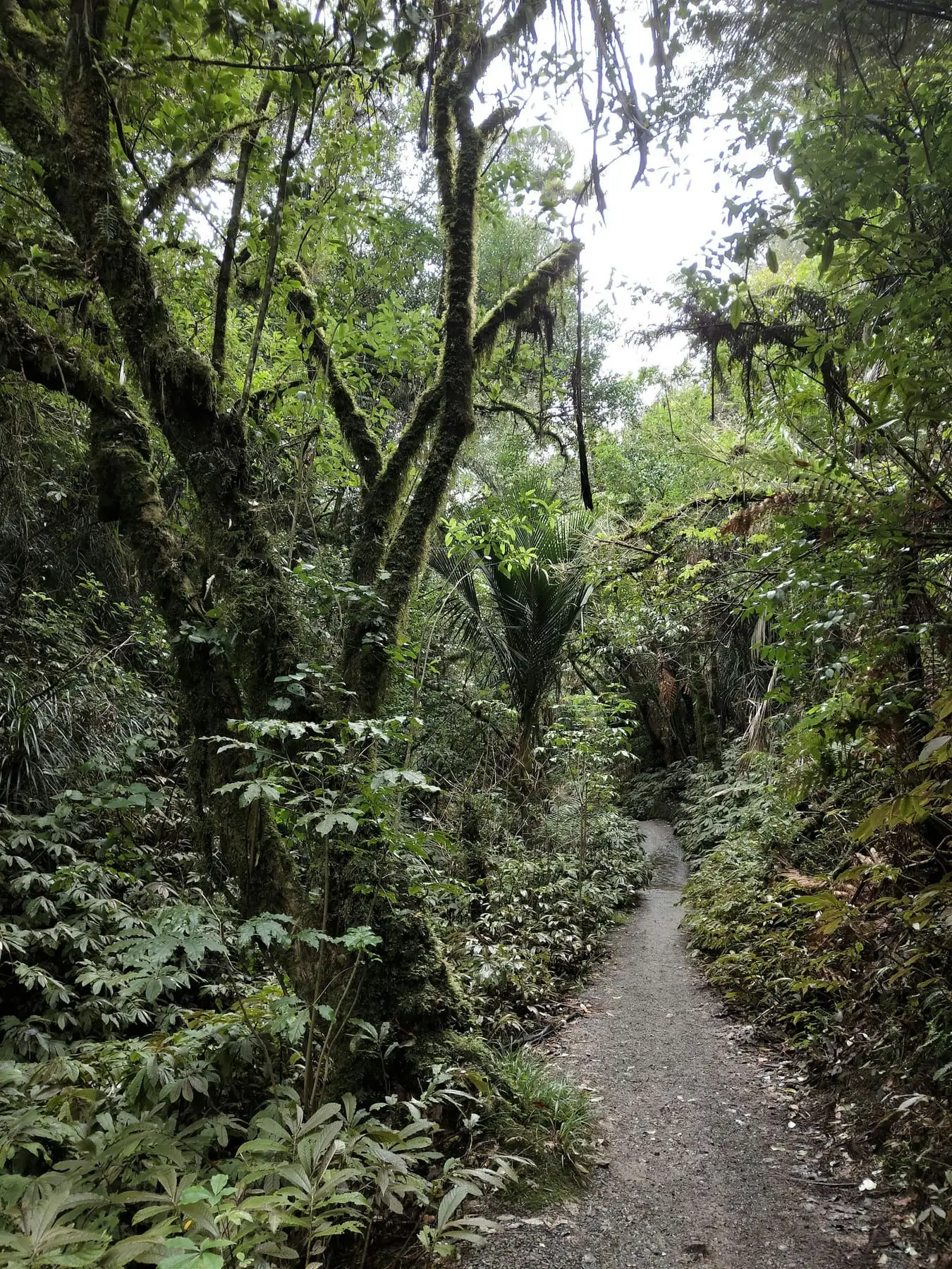 A narrow path leading into dense native bush, light falling through the canopy.